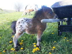 imperialdalek:  awesome-picz:  Mini Horses You Don’t Want Your