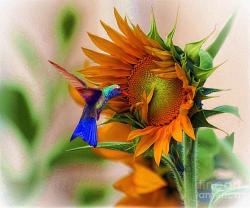 bordertouristasblog:  (via Hummingbird On Sunflower by John Kolenberg