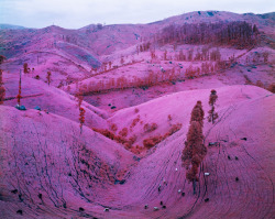 imprecise:  Richard Mosse 