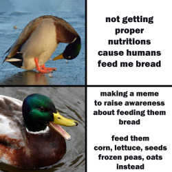 30-minute-memes: Need to be mindful for our feathered friends!