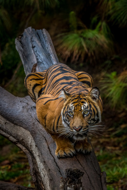 sdzoo:  Crouching tiger by Todd Lahman 