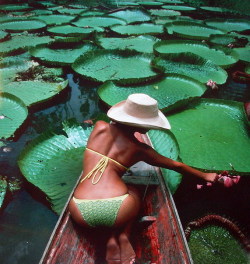 picsnclicks:  Water Lily