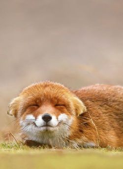 ollebosse:    Red Fox by Roeselien Raimond  