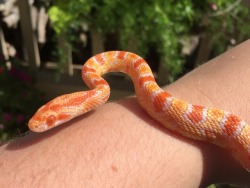 sunfish-exotics: Fresno and his sister (not pictured) are starting