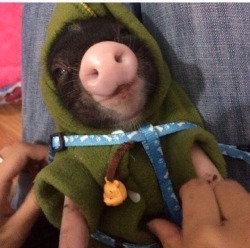 cute-overload:  Piglet wearing a hoodiehttp://cute-overload.tumblr.com