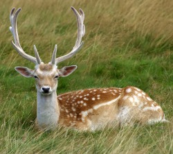 beautiful-wildlife:  Deer by Jimi King 