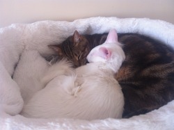 pangur-and-grim: I think they like each other