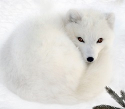 beautiful-wildlife:  Arctic Fox by Irene 