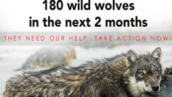 wolveswolves:  Petition: save British Columbian wolves! Read