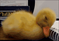 4gifs:  Duckling can’t stay awake. [video]