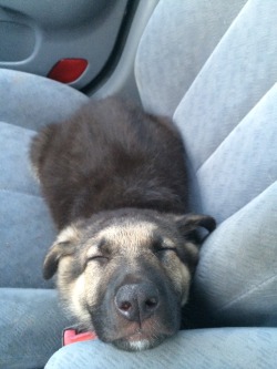 awwww-cute:On the car ride home from when I got him