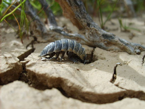 bogleech:  princezilla:  typhlonectes:Desert Isopods, Hemilepistus