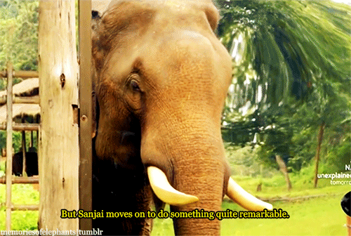 memoriesofelephants:  Sanjai, a 20-years old bull (male elephant), sees himself for the first time in front of a mirror. [x] 