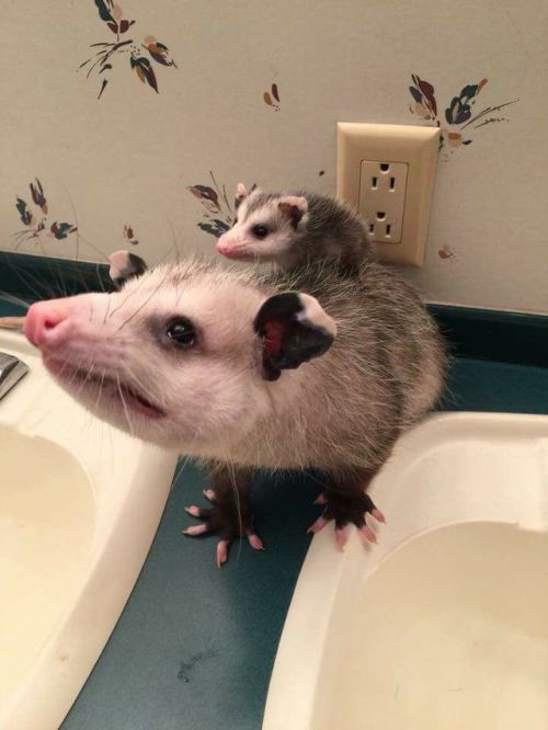 opossummypossum: don’t talk to me or my child ever again