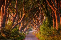 morethanphotography:  The Dark Hedges, Ballymoney, County Antrim,