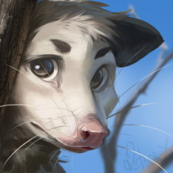 rotarr: Cute Possum :) Painting Practice…