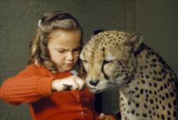 unrar:  A cheetah licks ice cream from a spoon held by a young