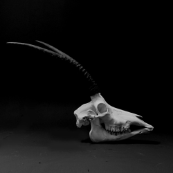 absinthius:  Antelope Skull 