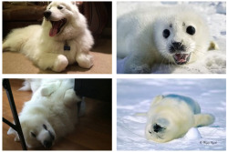 skookumthesamoyed:  skookumthesamoyed:  Skookum or Seal Pup?