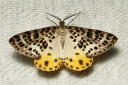 sinobug:  Geometrid Moth (Arichanna sp., Ennominae, Geometridae)