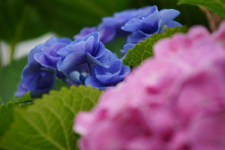 outdoormagic:  紫陽花 /Hydrangea macrophylla by nobuflickr