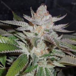 weedporndaily:  #karmaog getting close.  I just have a few this