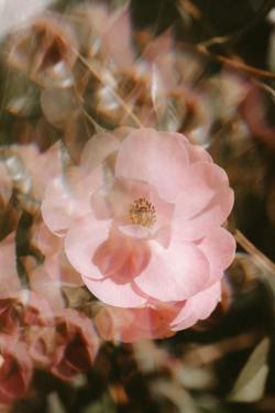 vivalcli:  Vintage floral ~ Annie Spratt