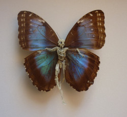 taxidermy-in-art:  Lionel Sabatté, Réparation de papillon 2,