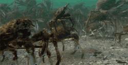 crabs:  eatthekidsfirst:  animals-riding-animals:  crab riding