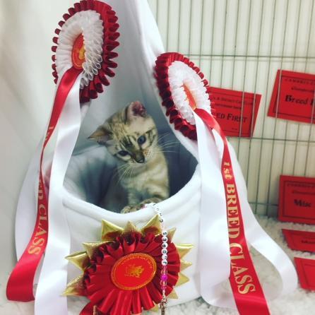 <!-- more --><p class="MsoNormal" style="margin: 0cm 0cm 8pt;">Our new
home bred queen Leopardstar Valentine (Daisy) at her first show. Red card day 💕 <a title="#leopardstarbengals" href="https://www.websta.one/tag/leopardstarbengals"><font color="#337ab7">#leopardstarbengals</font></a>
<a title="#nevaehbengals" href="https://www.websta.one/tag/nevaehbengals"><font color="#337ab7">#nevaehbengals</font></a>
<a title="#kittensofinstagram" href="https://www.websta.one/tag/kittensofinstagram"><font color="#337ab7">#snowbengal</font></a> #snowmarblebengal <a title="#bengalkittens" href="https://www.websta.one/tag/bengalkittens"><font color="#337ab7">#bengalkittens</font></a>
<a title="#bengalkitten" href="https://www.websta.one/tag/bengalkitten"><font color="#337ab7">#bengalkitten</font></a>
<a title="#bengallove" href="https://www.websta.one/tag/bengallove"><font color="#337ab7">#bengallove</font></a>
<a title="#Bengals" href="https://www.websta.one/tag/Bengals"><font color="#337ab7">#Bengals</font></a> <a title="#bengalcats" href="https://www.websta.one/tag/bengalcats"><font color="#337ab7">#bengalcats</font></a></p>