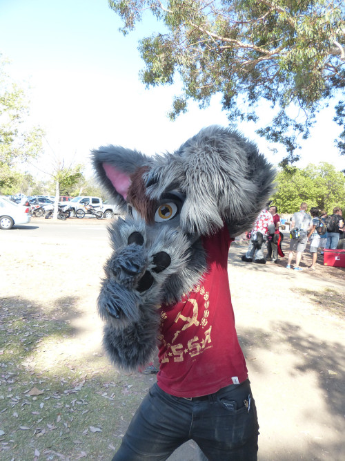 aceofheartsfox:  Hey, everybody! Hope you’re all having a picture perfect week! :3 hehe Photos by Wingo using equipment from LostWolf 