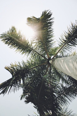 avenuesofinspiration:  Tree Umbrella | Source © | AOI