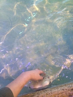 lovely-lilllies:  I found true happiness in a manta ray today