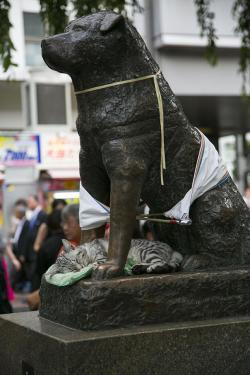 awwww-cute:  Hachiko was visited by a friend today (Source: https://ift.tt/2LnrVpC)