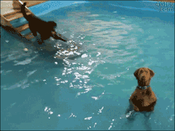 4gifs:  The non-swimming dog gives lessons. [previously/video]