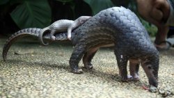 animals-riding-animals:  pangolin riding pangolin