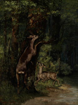 lionofchaeronea:Deer in the Forest, Gustave Courbet, 1868