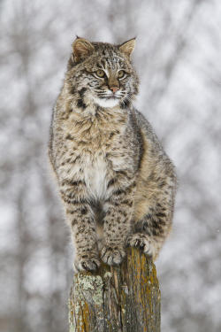 beautiful-wildlife:On The Fence by Anita Oakley