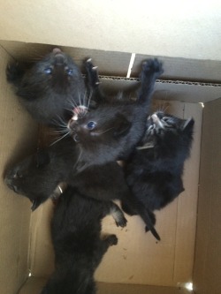 found five kittens at work today who’s momma had be left