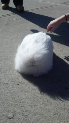 valerie-an:  my friend and i encountered this bun today… her