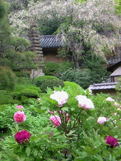 Shidare Zakura & Botan (Peony)  Yakuouin, Shinjyuku, Tokyo