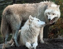 wolfsheart-blog:  Wolves by Hudsonbay wolf artis