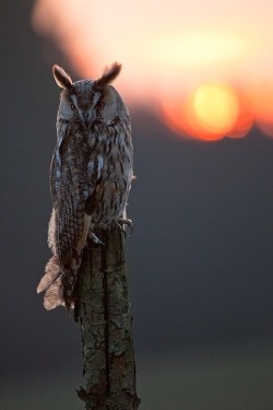 featheroftheowl:  Long-eared Owl by Robert Adamec 