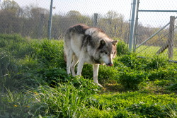 wolfparkinterns:  Renki 