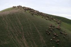 kreativekopf:  Palestinians herd sheep in the Judean desert between