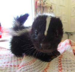 awwww-cute:  Suddenly, a tiny baby skunk (Source: http://ift.tt/1FsL6dB)