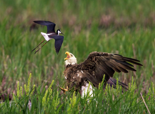 ridiculousbirdfaces:  Black-necked stilt don’t care by Jerry