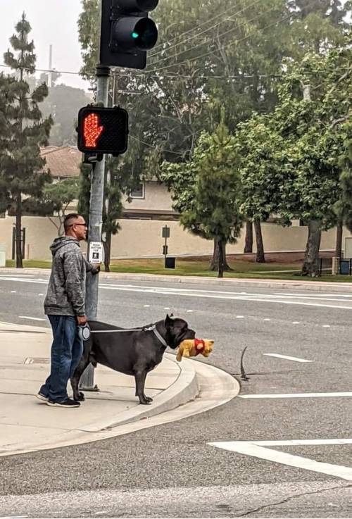 everythingfox:  He took his stuffed animal with him for his walk