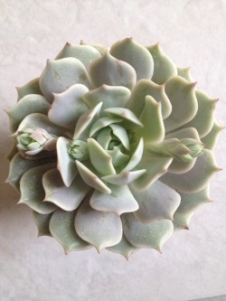 succulentsandsuch:  Echeveria ‘Lola’  I was drawn in by this