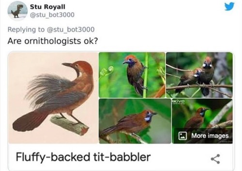 badsciencejokes:Put your favorite bird names in the comments